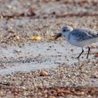 Bécasseau sanderling